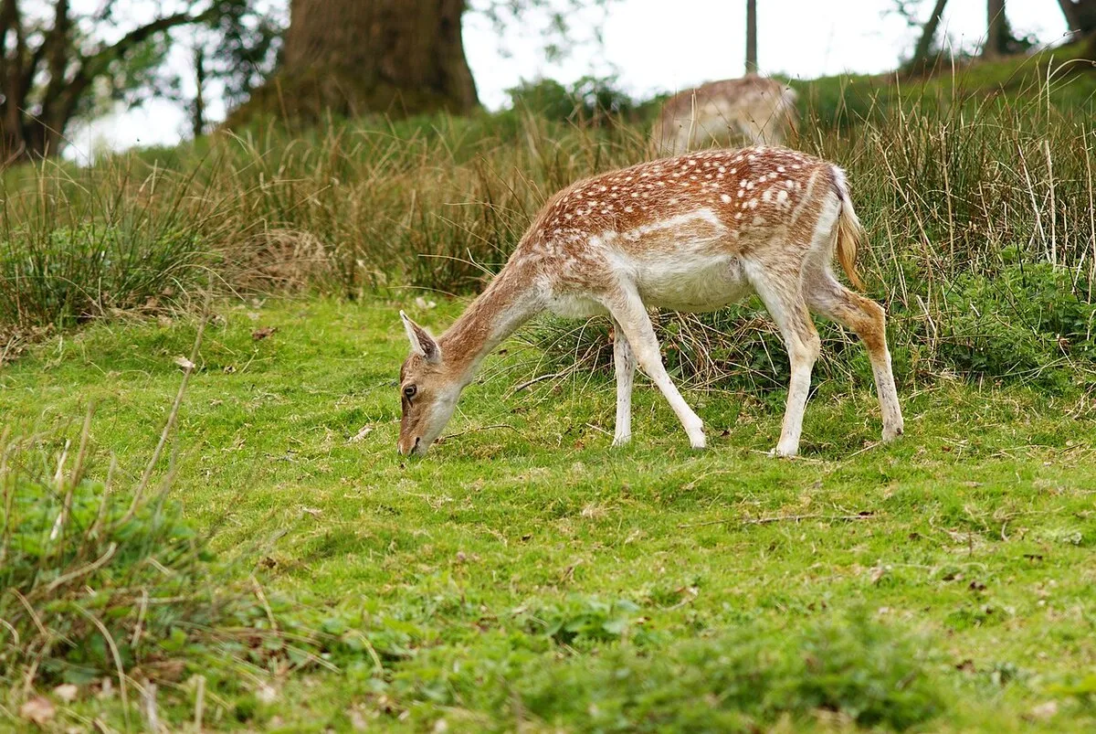 Things to Do in Sevenoaks: Knole, Gardens, Walks and the High Street (2026)